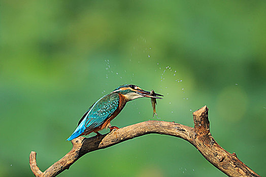 捕食小鱼的翠鸟