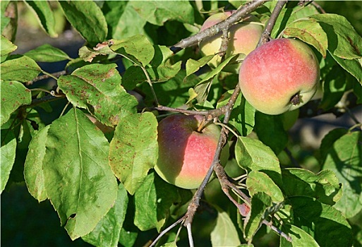 苹果树,成熟,水果