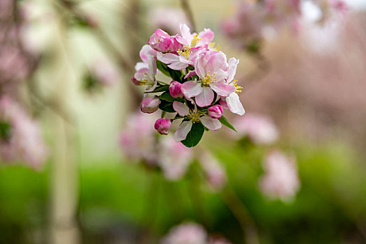 紫荆花,海棠花