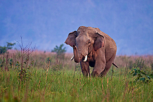 印度,亚洲象,獠牙动物,草地,国家公园