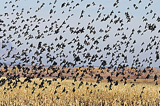 红翅黑鹂,成群,飞,冬天,野生动植物保护区,新墨西哥,美国