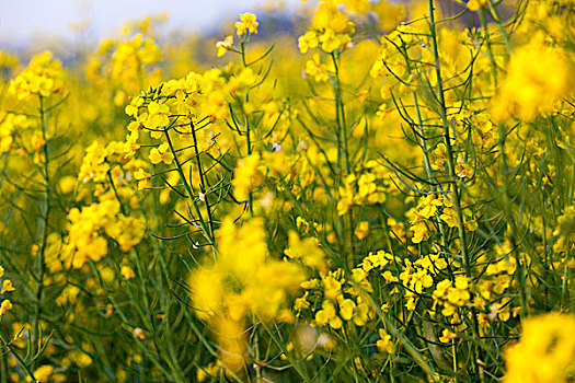 田园风光油菜