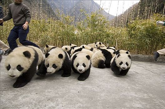 大熊猫,幼兽,照相,卧龙自然保护区,中国,次序