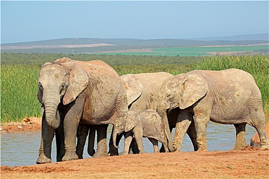 非洲象,水潭
