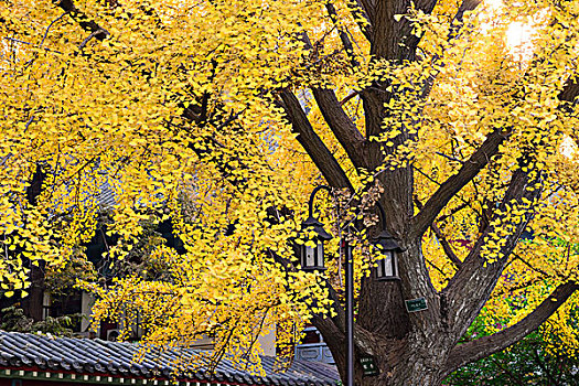 深秋的南京师范大学