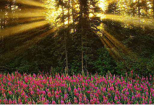 杂草,日出,靠近,国家公园,安大略省,加拿大