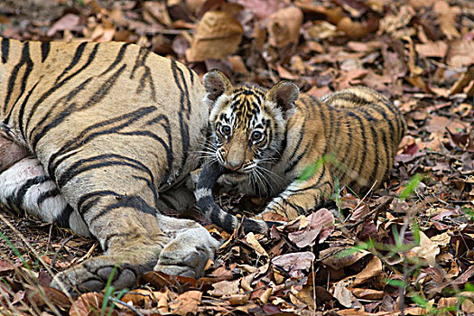 孟加拉虎,虎,星期,老,玩,尾部,班德哈维夫国家公园,印度