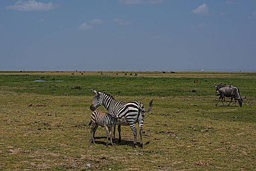 肯尼亚安博西里国家公园斑马