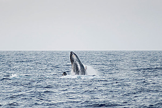 鲸,平面,毛伊岛,夏威夷,美国