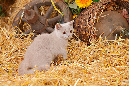 英国短毛猫,猫,小猫,4个月,丁香,坐,稻草