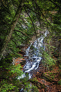 瀑布,常青树,苔藓,自然,区域,树林,佛蒙特州,美国
