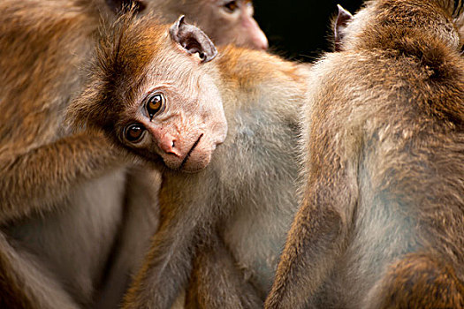 无边帽,短尾猿,相互,波隆纳鲁沃,斯里兰卡,亚洲