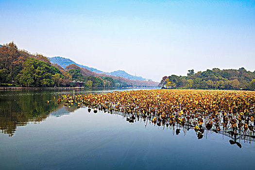 杭州西湖秋景残荷