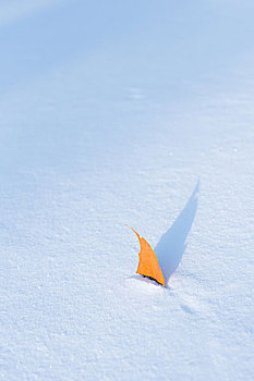 雪中枫叶