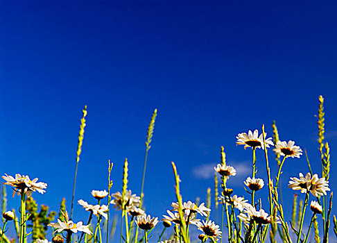夏日草地,背景,盛开,雏菊,花,鲜明,蓝天