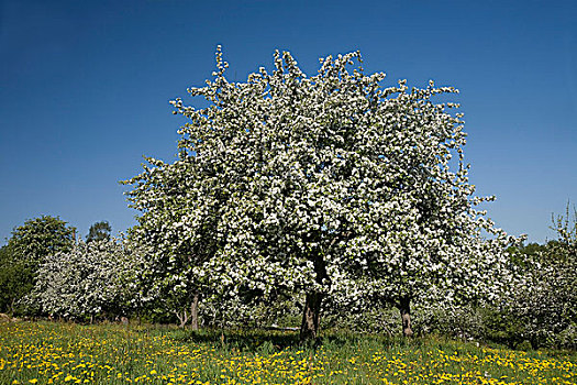盛开,苹果树,果园,草地,萨克森,德国,欧洲