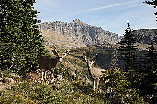 长耳鹿,骡鹿,公鹿,冰川国家公园,蒙大拿