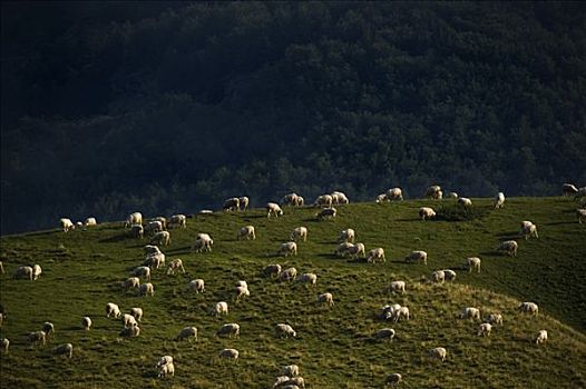 羊群,阿基坦,法国,欧洲