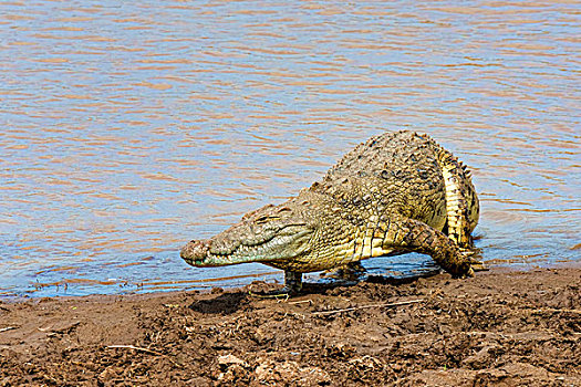 尼罗鳄,马拉河,马赛马拉国家保护区,肯尼亚,非洲