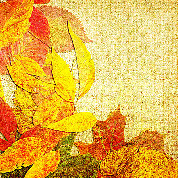 艺术,秋天,花,叶子,旧式,背景