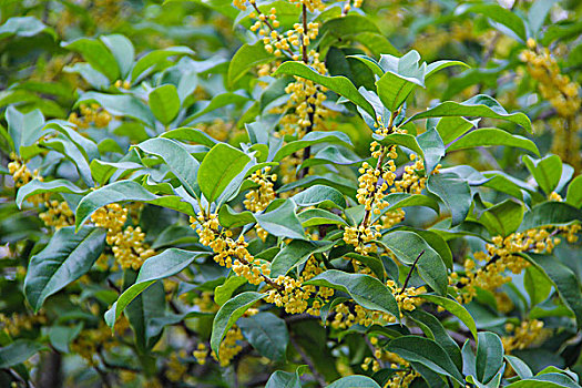 桂花,金桂飘香