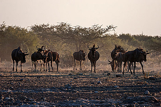 牧群,蓝角马,角马,埃托沙国家公园,纳米比亚,非洲