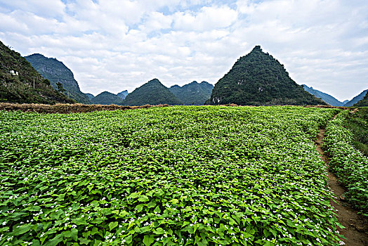 荞麦花