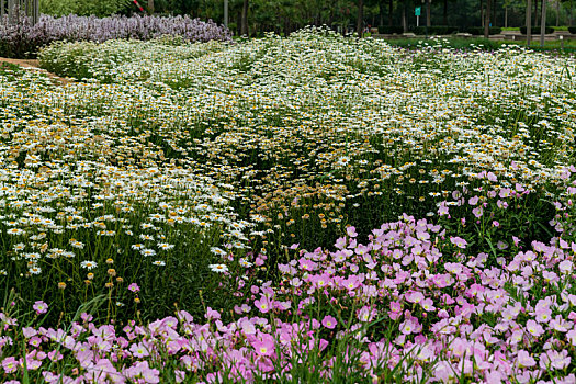 花卉背景