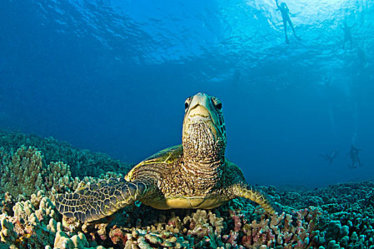毛伊岛,绿海龟