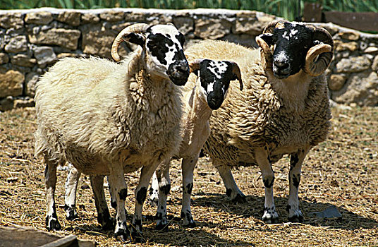 苏格兰,绵羊,公羊,母羊
