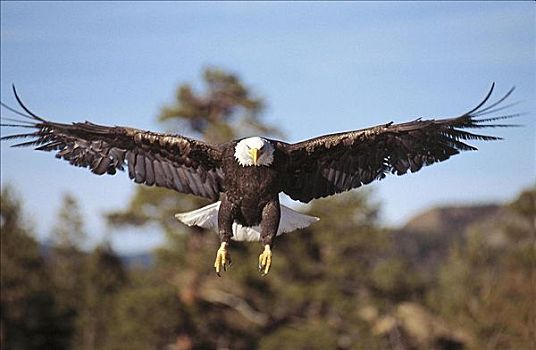 白头鹰,海雕属,雕,猛禽,飞,国家森林,科罗拉多,美国,北美,动物