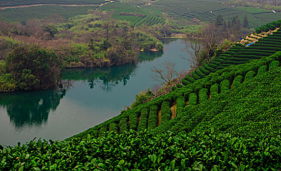 龙坞茶山