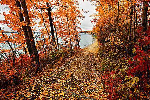 景色,秋天,道路