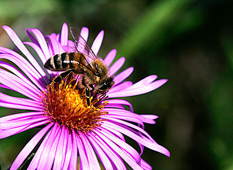 蜜蜂,意大利蜂,高山,紫苑属