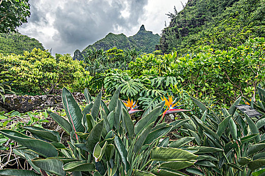 夏威夷,考艾岛,花园,保存,大幅,尺寸