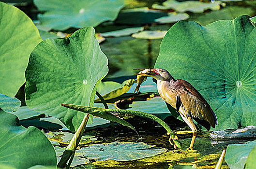 黄苇鳽,yellowreed