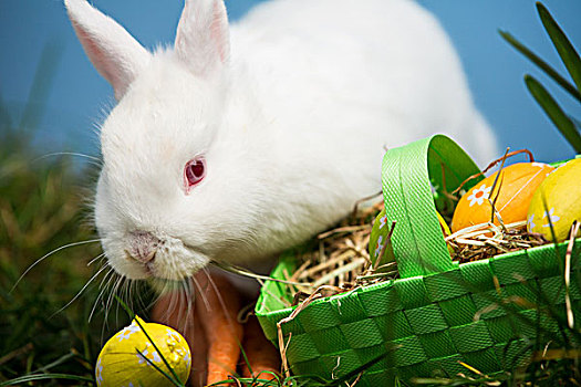 白色,兔子,坐,旁侧,复活节彩蛋,绿色,篮子,草