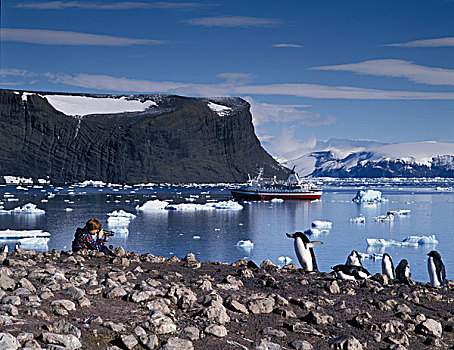 南极半岛,摄影师,游船,阿德利企鹅