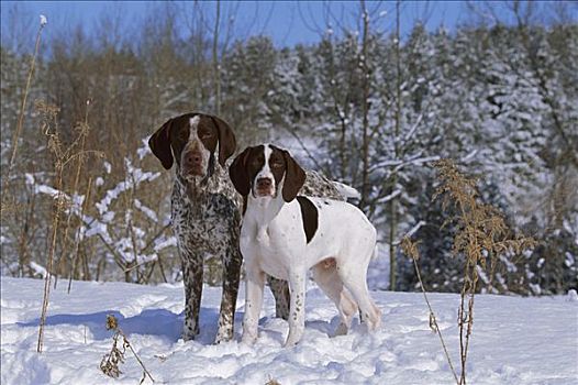 德国短毛指示犬,狗,成年,小狗,雪中