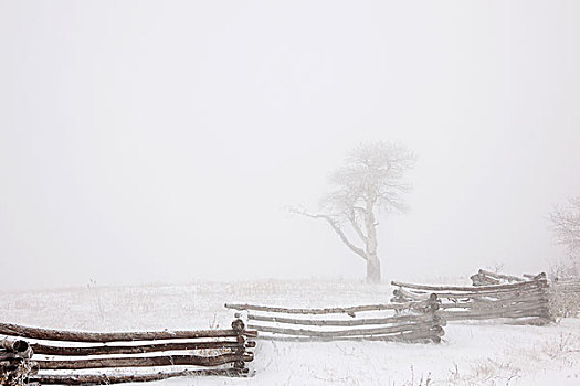 寒冬,雪,地上