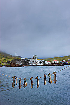 鱼,弄干,上网,区域,冰岛