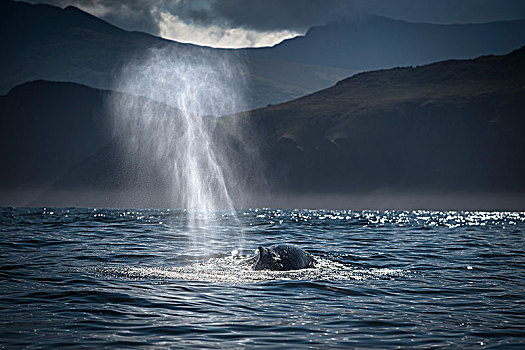 驼背鲸,大翅鲸属,鲸鱼,喷涌,岛屿,爱尔兰