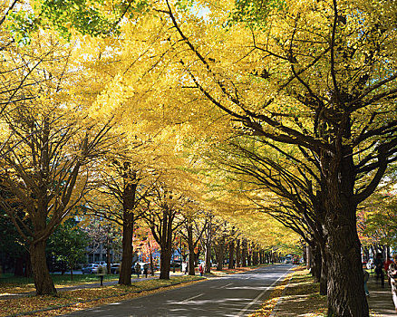 北海道,大学,银杏,树