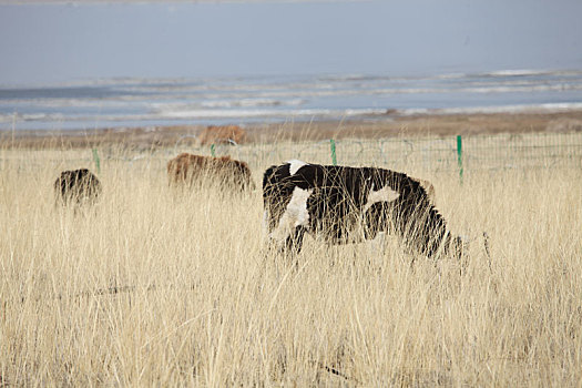 新疆巴里坤湖畔,风吹草低见牛羊
