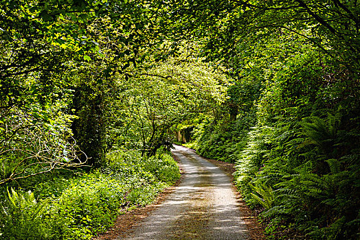 乡间小路,粗厚,树篱,靠近,康沃尔,英格兰,英国