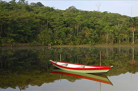 船,丛林,河,平静,早晨,巴西