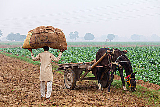 印度,北方邦,农民,袋,满,作物,马车,土地
