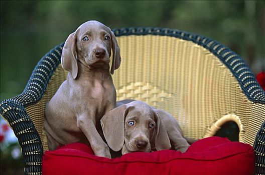 魏玛犬,狗,两个,蓝眼睛,小狗,一个,坐,柳条椅