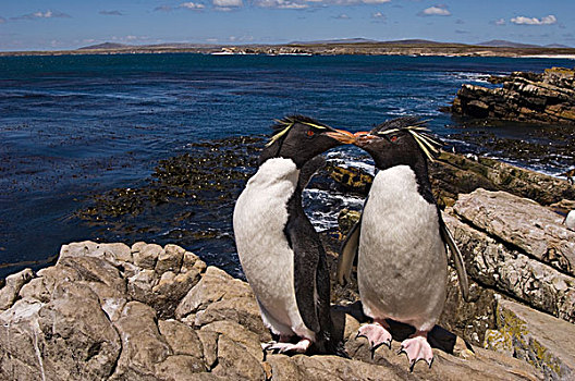 凤冠企鹅,南跳岩企鹅,一对,鹅卵石,岛屿,福克兰群岛