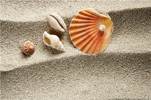海滩,沙子,珍珠,蛤蜊,壳,暑假